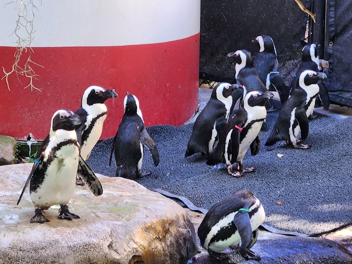 Penguin Beach
