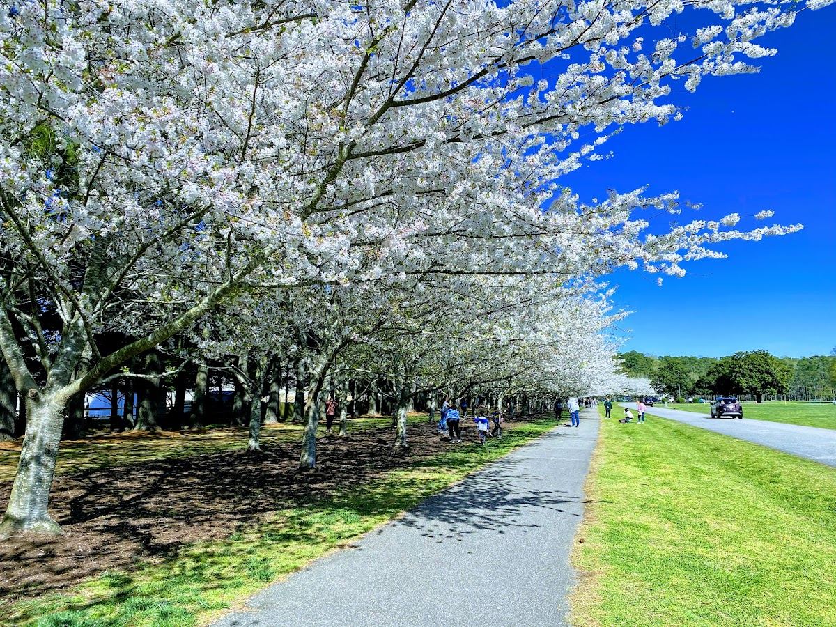 Cherry Blossom Trees - Red Wing Park