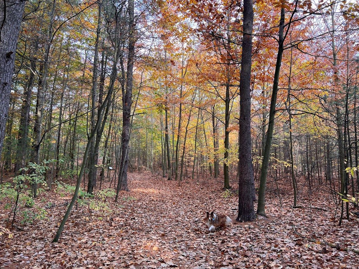 Albert C Keppel Forest Preserve