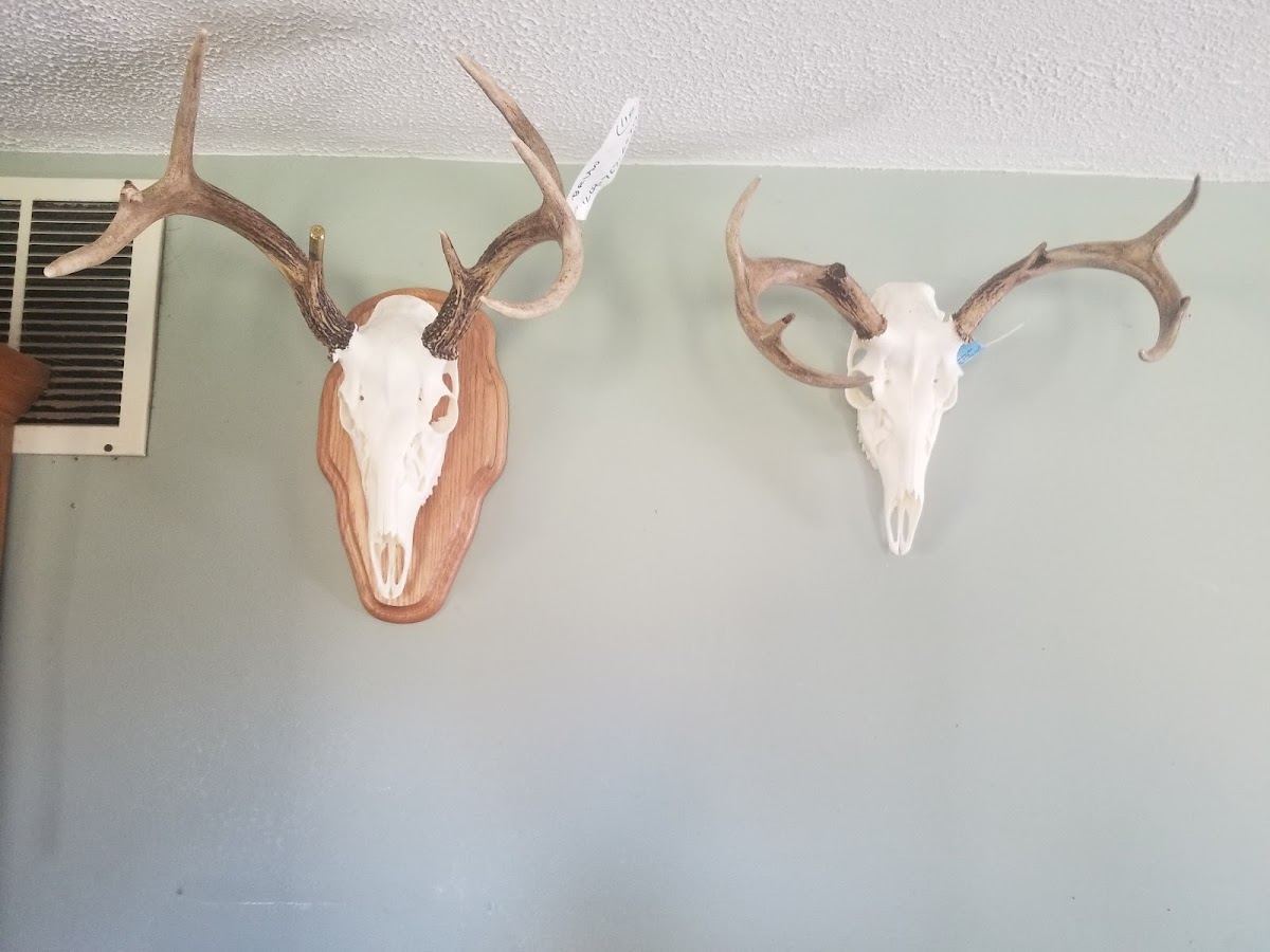 Schondelmayer Skull Works