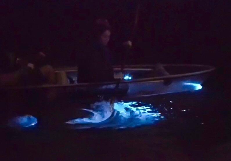 Bioluminescence Tours - Cocoa Beach
