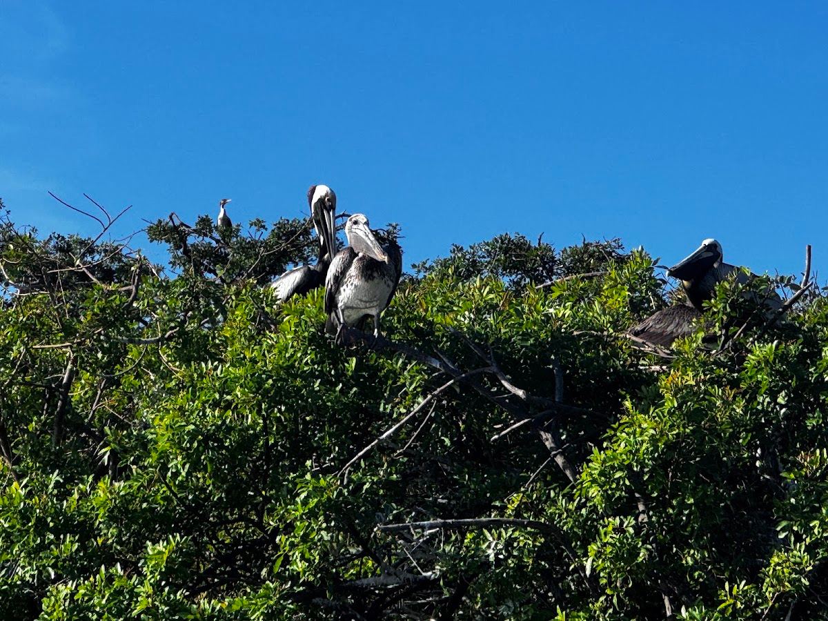 Bird Sanctuary