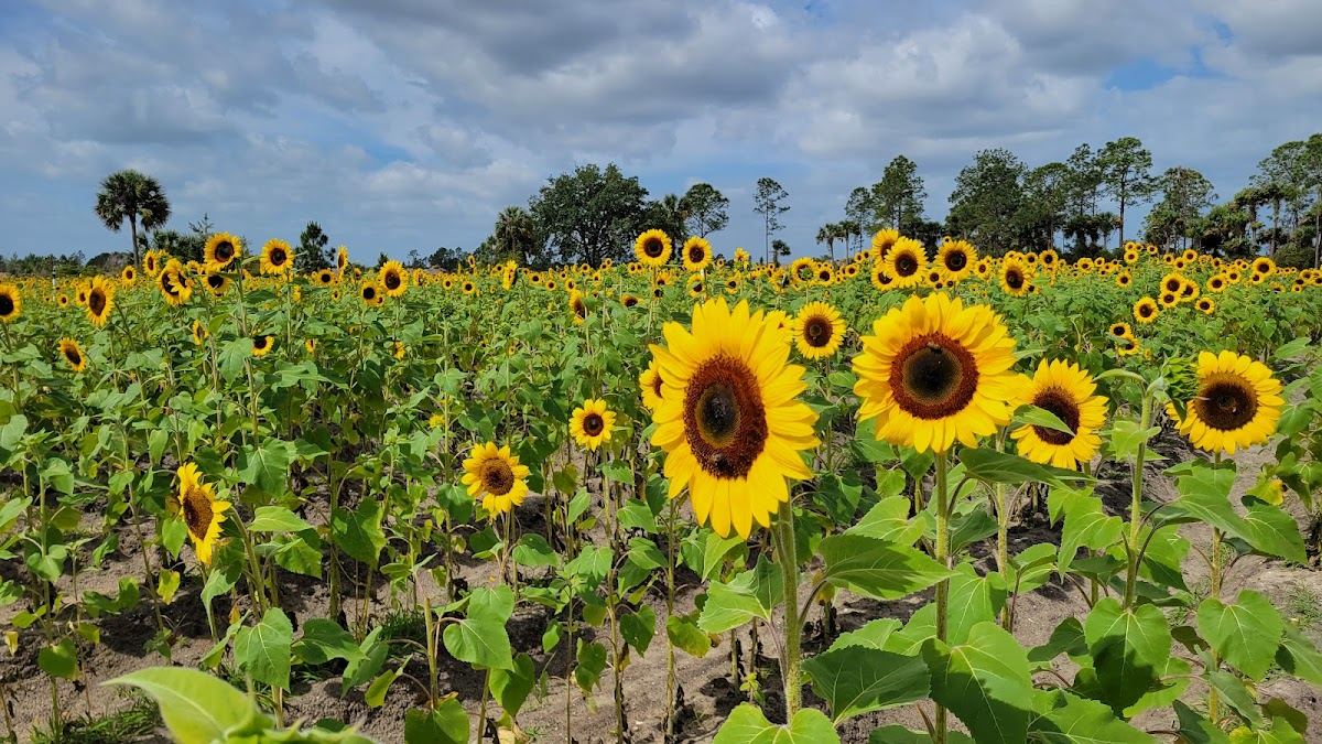 Harris Establishment Farms - U-Pick & Farm Adventures