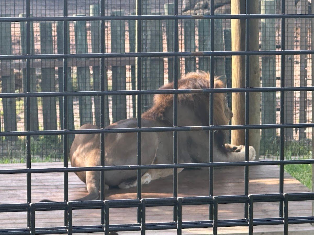 Lion Enclosure in Brevard Zoo