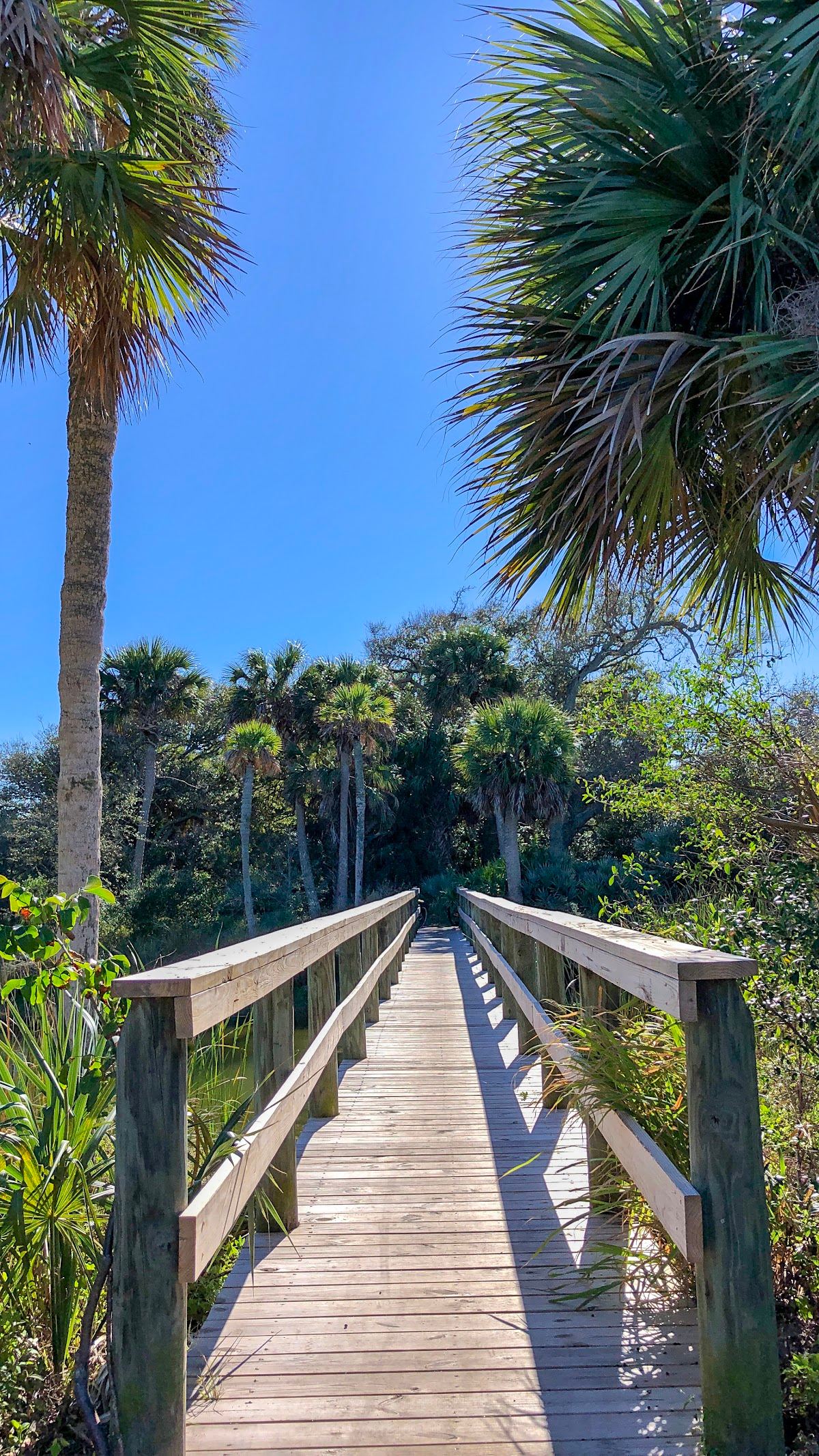 Maritime Hammock Preserve