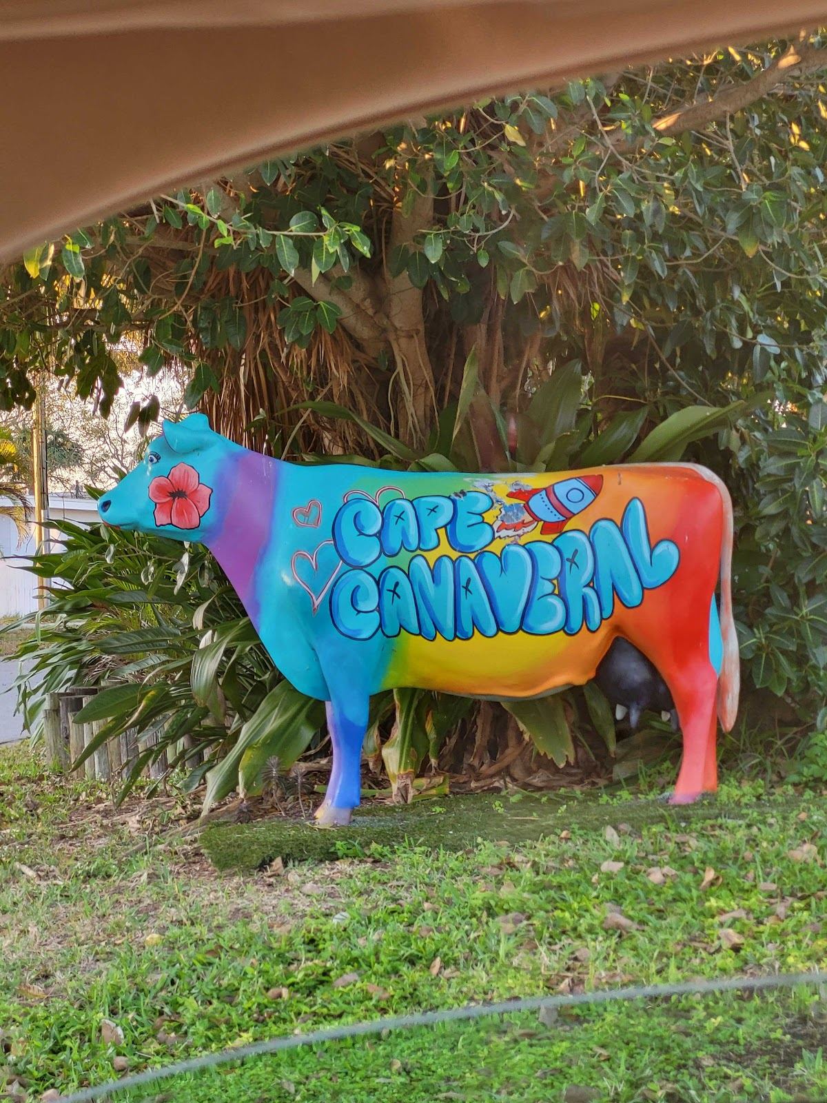 The Cape Canaveral Cow