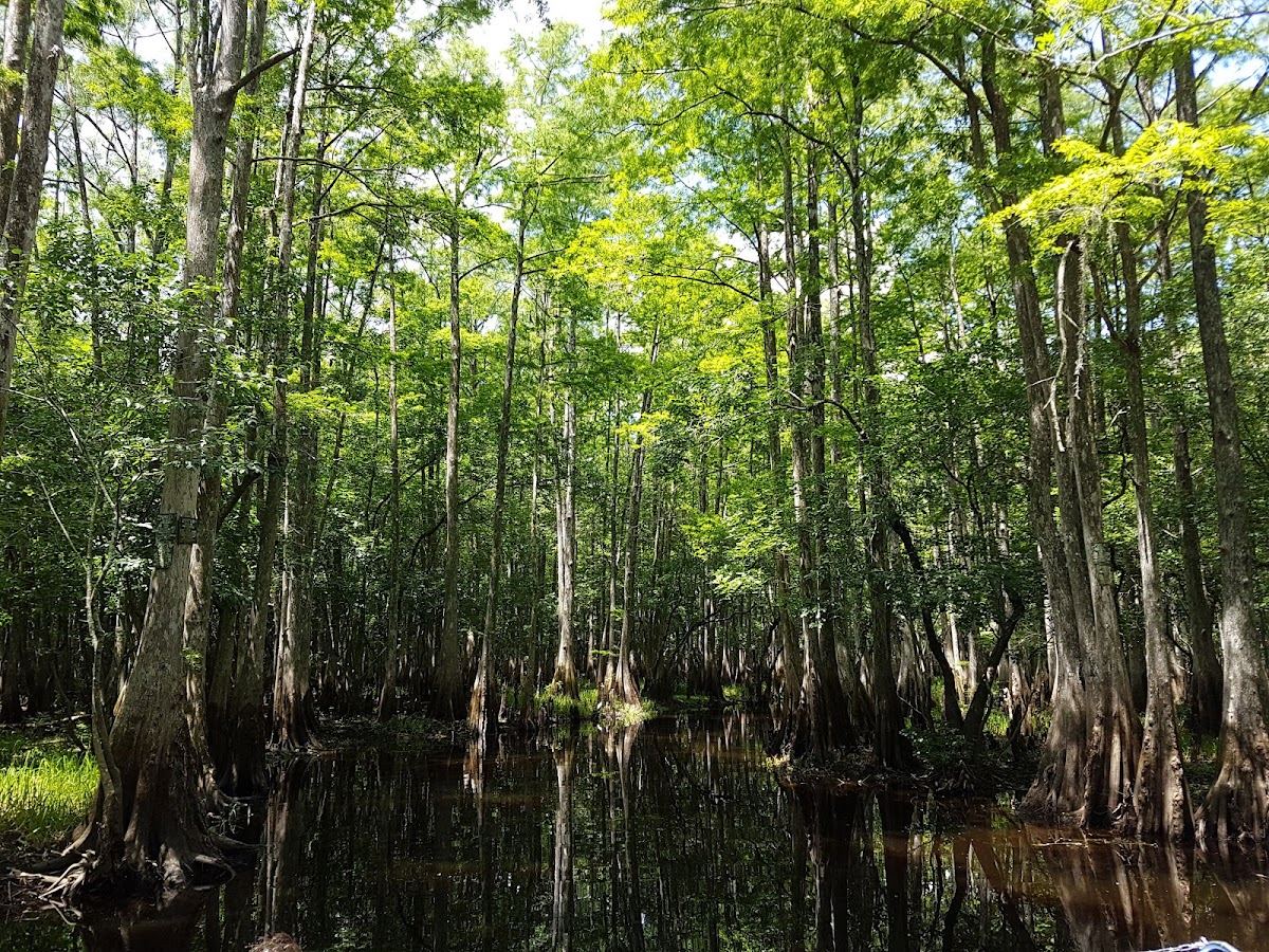 William Beardall Tosohatchee Wildlife Management Area