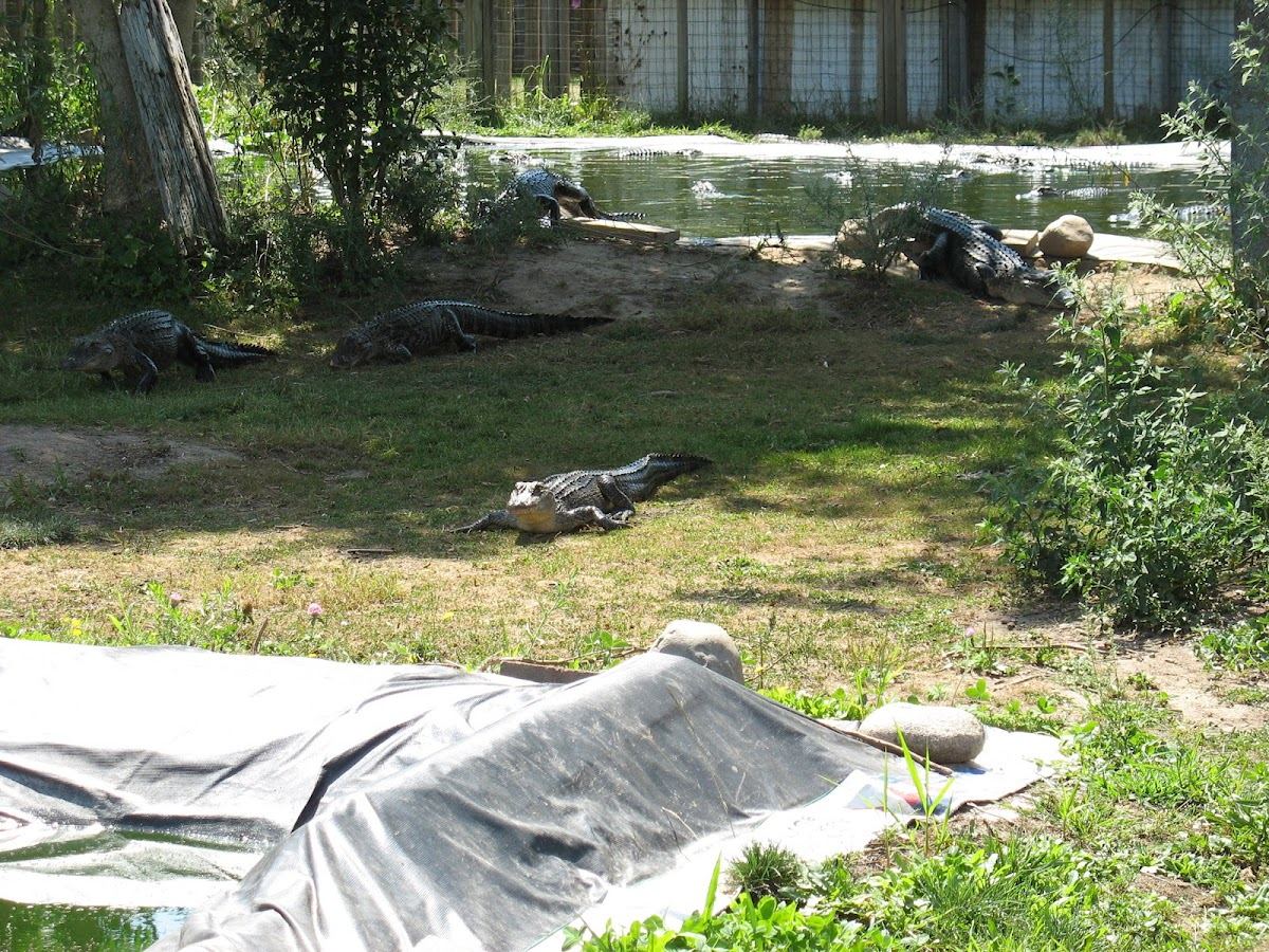 Alligator Sanctuary