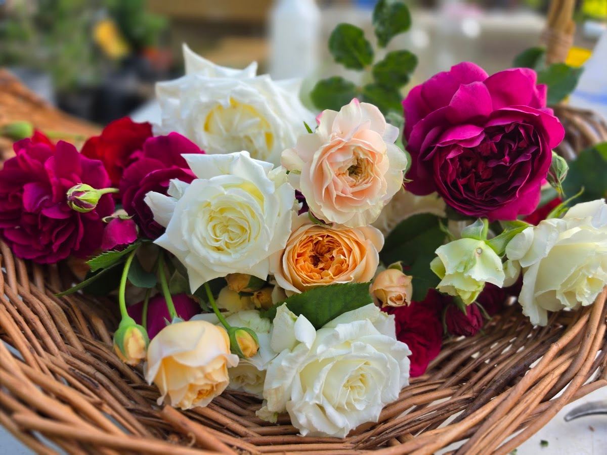 Shoomee's Flower Farm