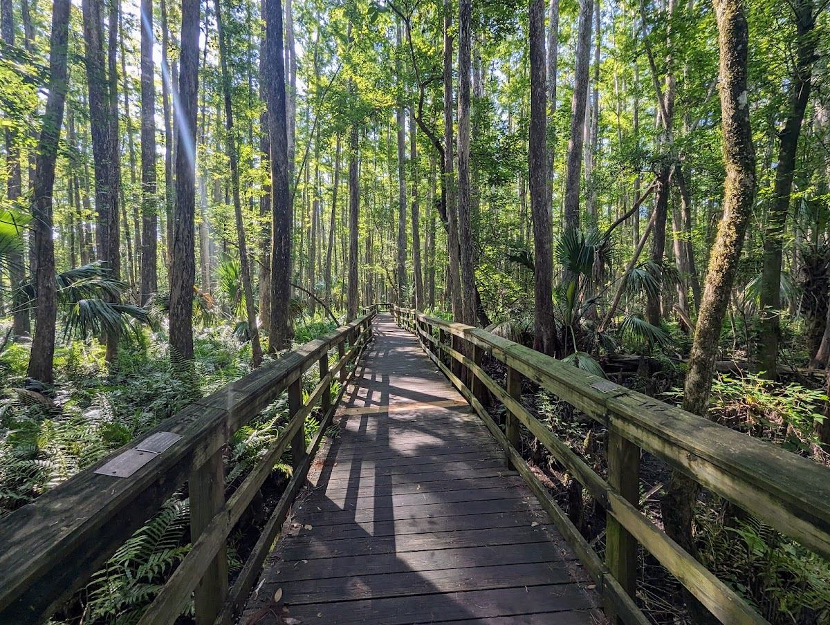 Highlands Hammock State Park