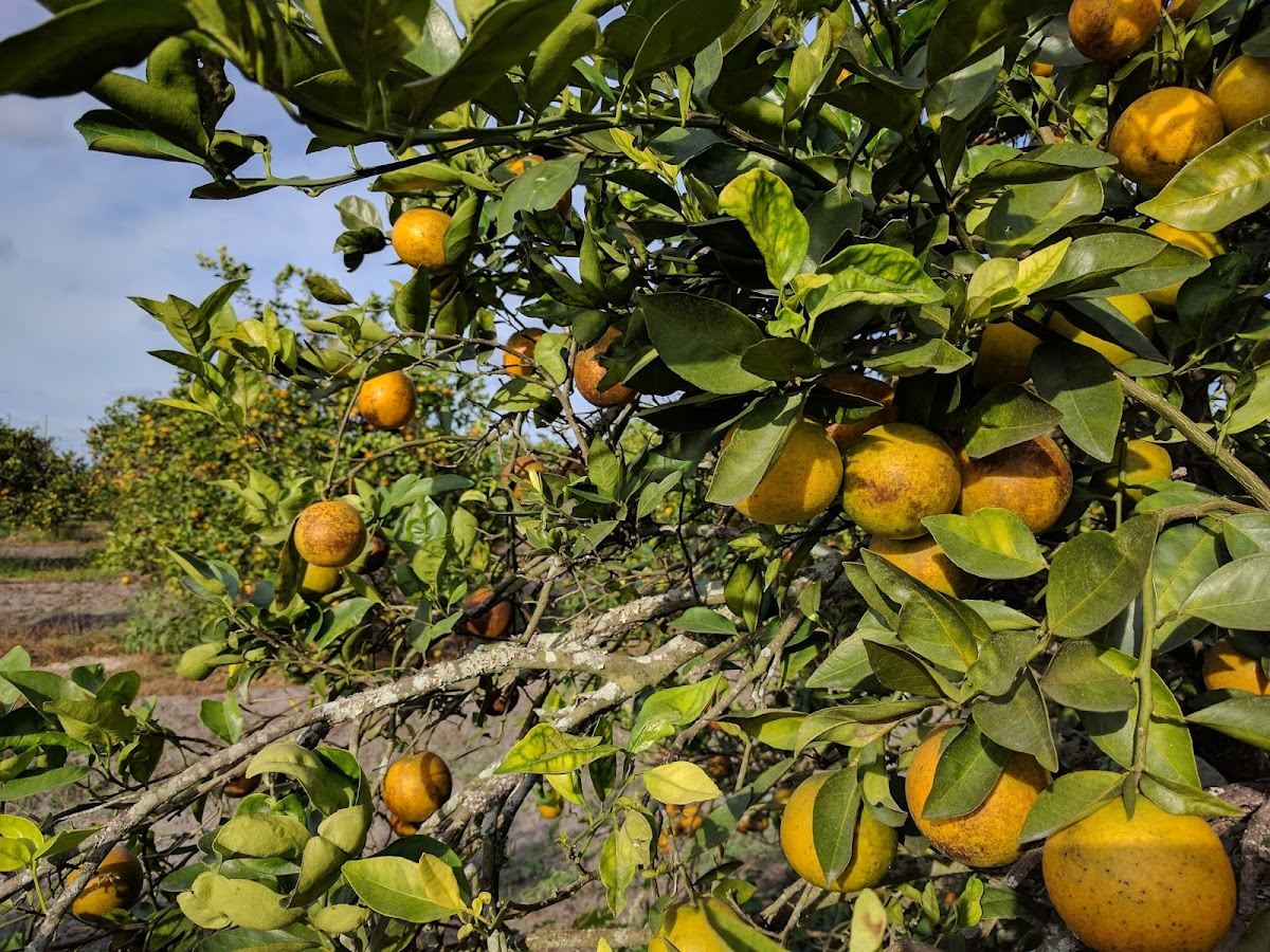 Joshua Citrus Inc