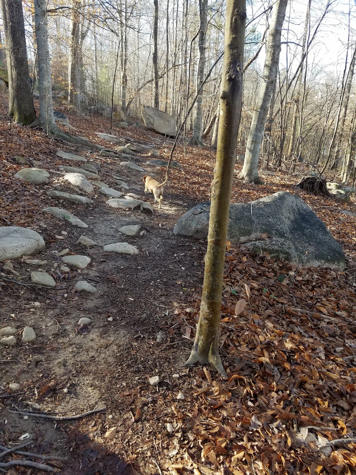 Briar Chapel Dog Park