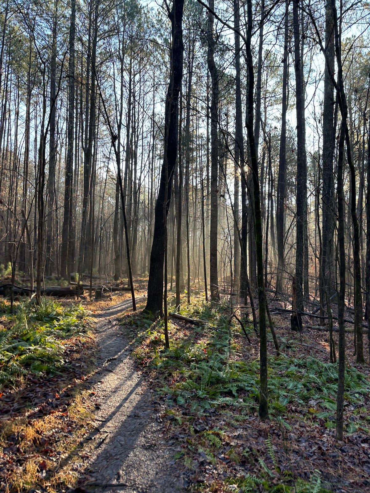 Carolina North Forest