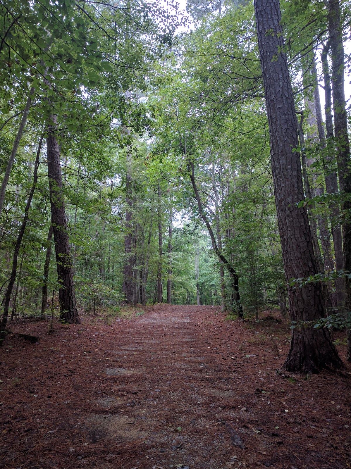 Duke Forest