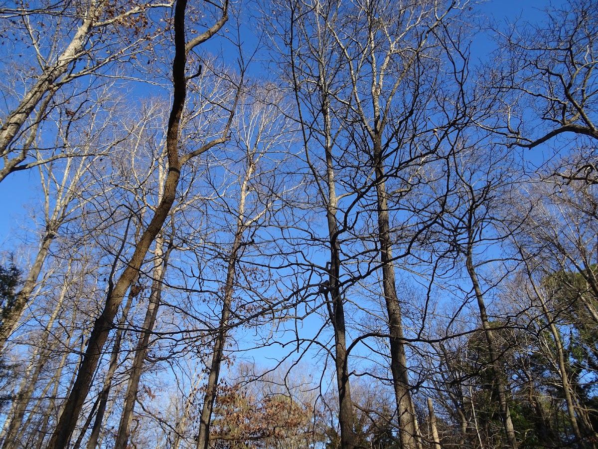 Holly Grove Area