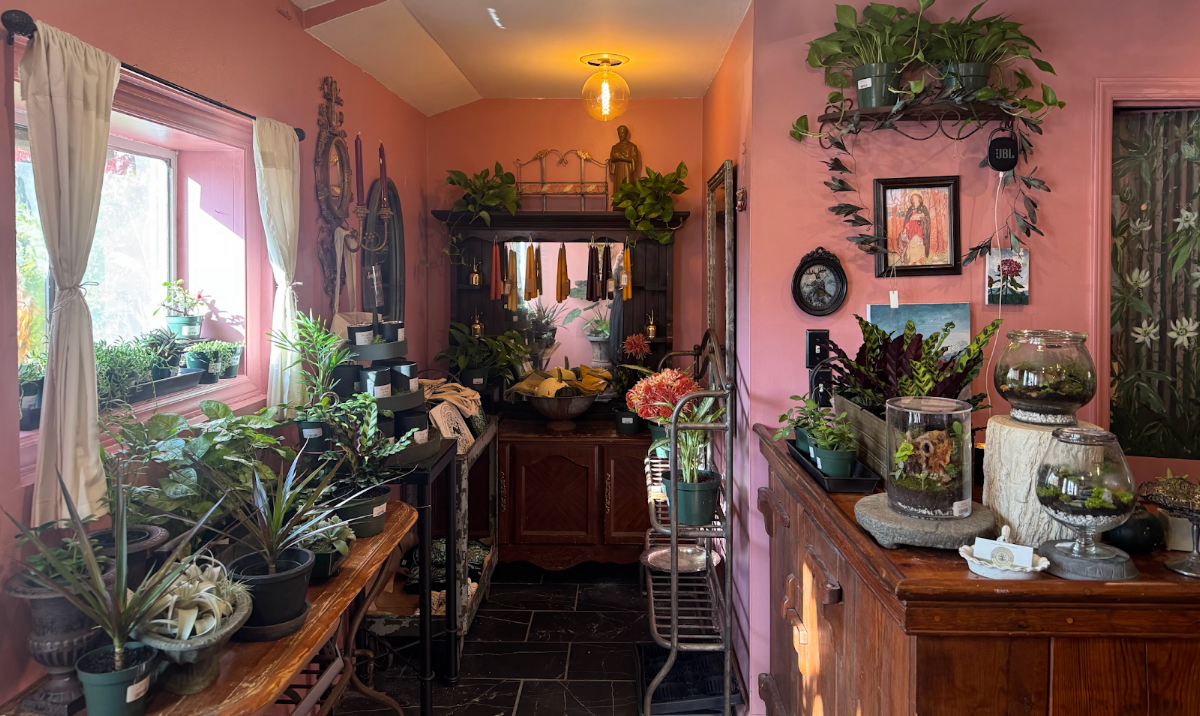 Six Of Cups Plant Shop