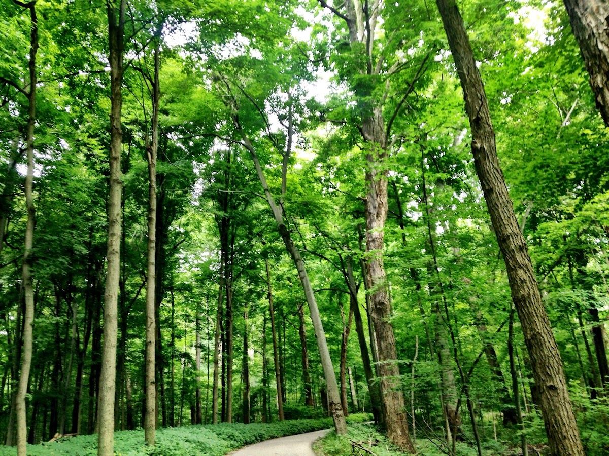 Scott Woods Park