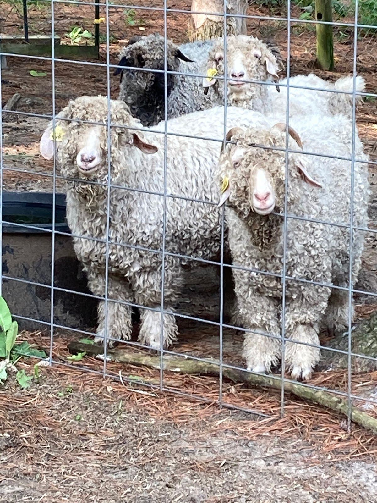 Two Dachshund (Fiber & Lavender) Farm, LLC