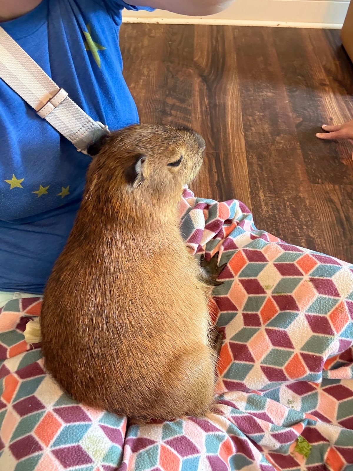 Capybara Cafe