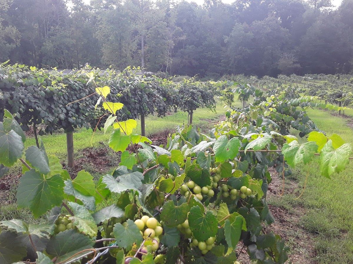 Tesnatee River Winery and Meadery