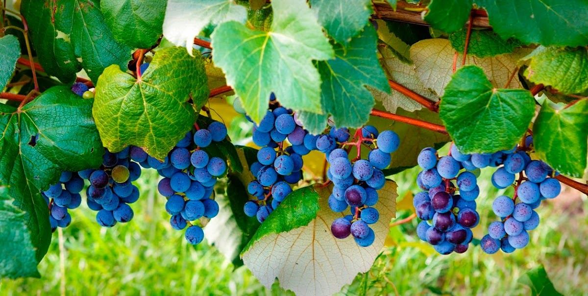 Country Moon Winery