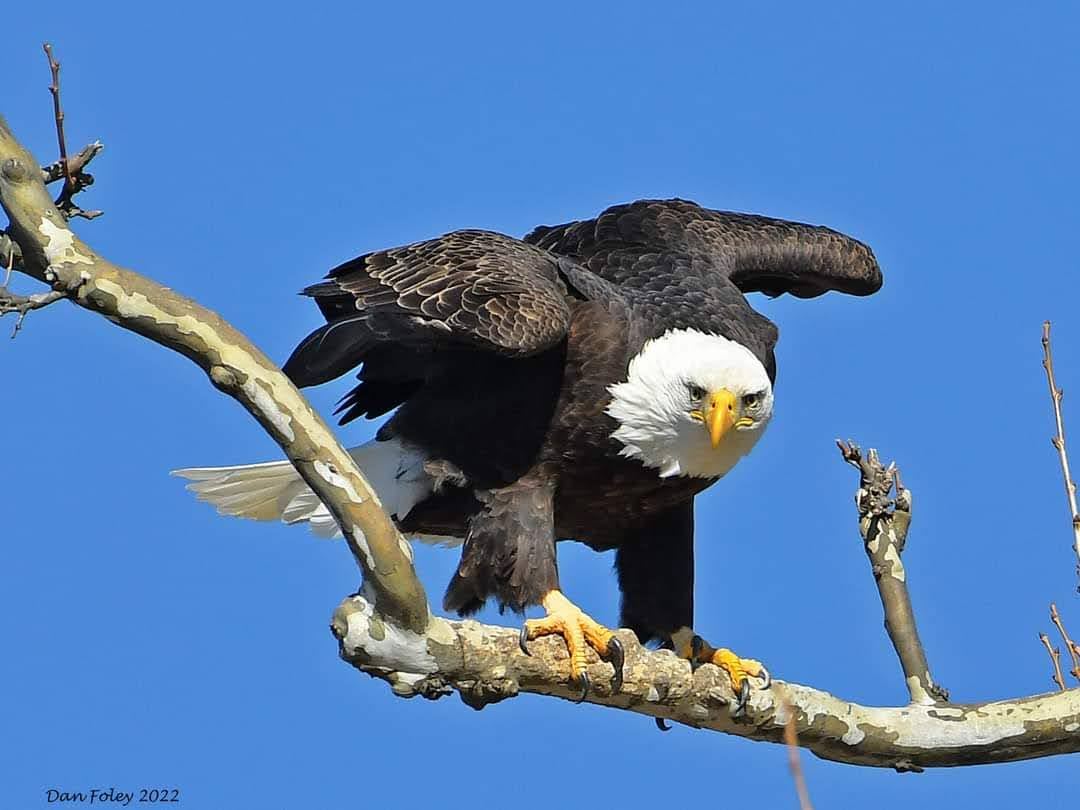 Greenfield Eagle Observation Site