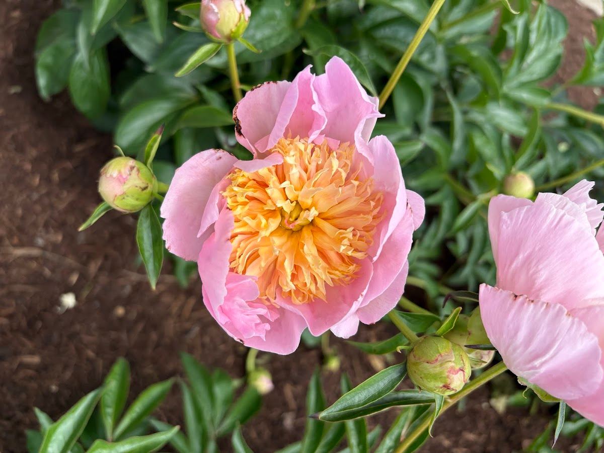 Indiana Peony Festival