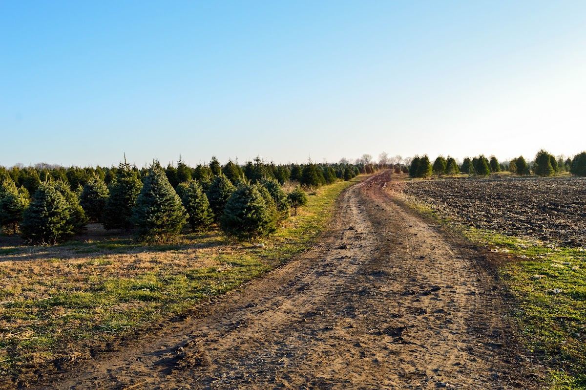 Piney Acres Tree Farm