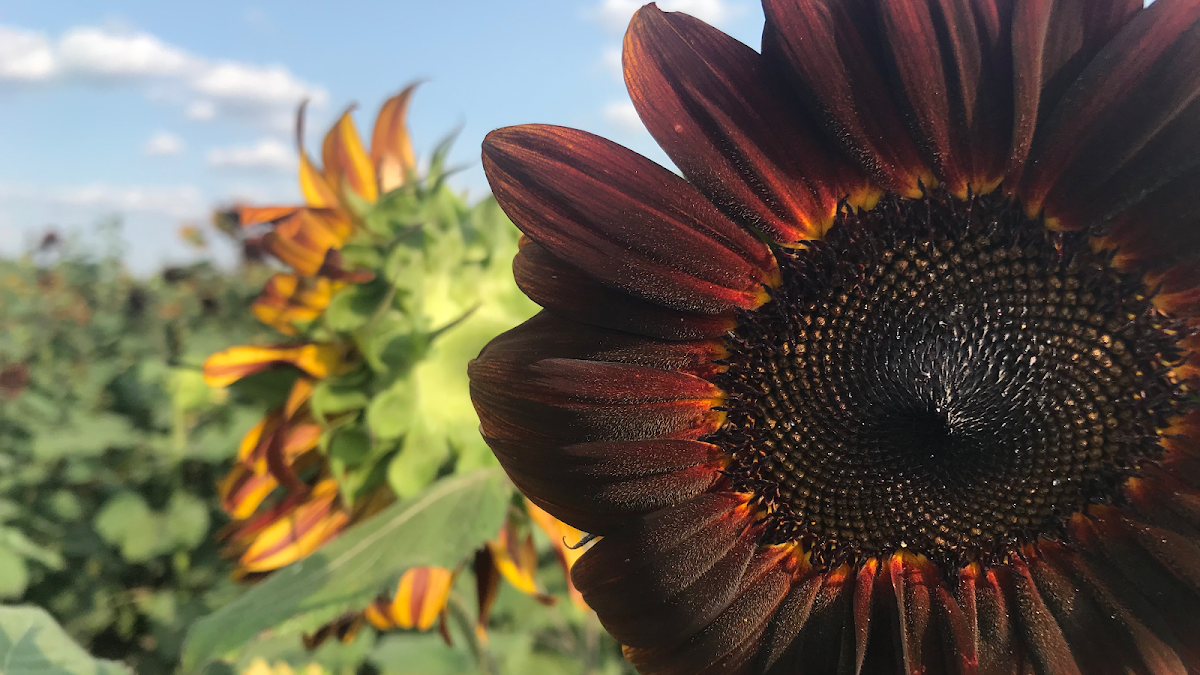 Stuckey Farm Orchard & Cider Mill