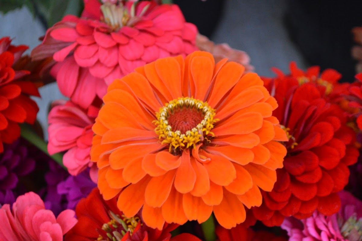 Simply Flowers