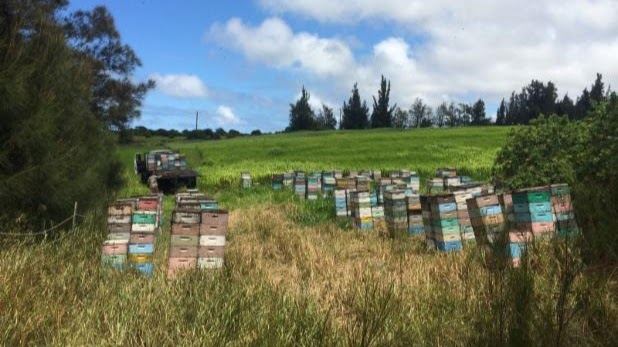 Big Island Bees