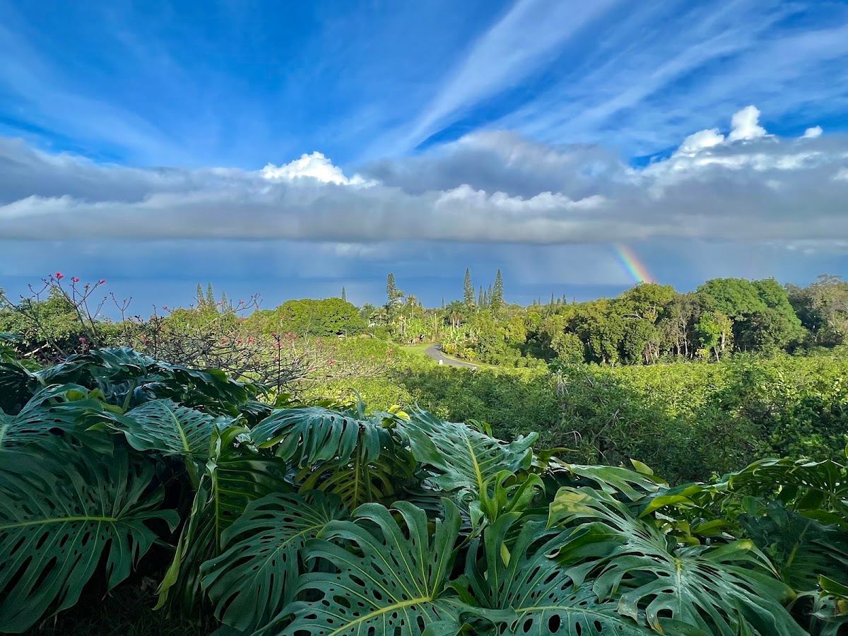 Heavenly Hawaiian Kona Coffee Farm Tours