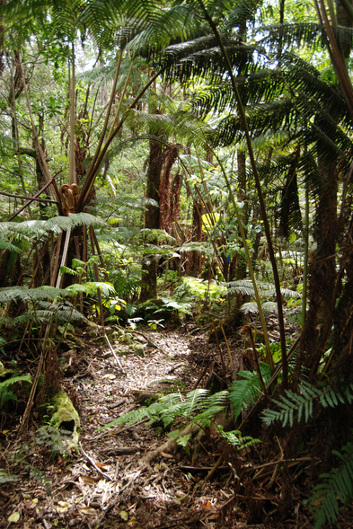 Kapapala Forest Reserve