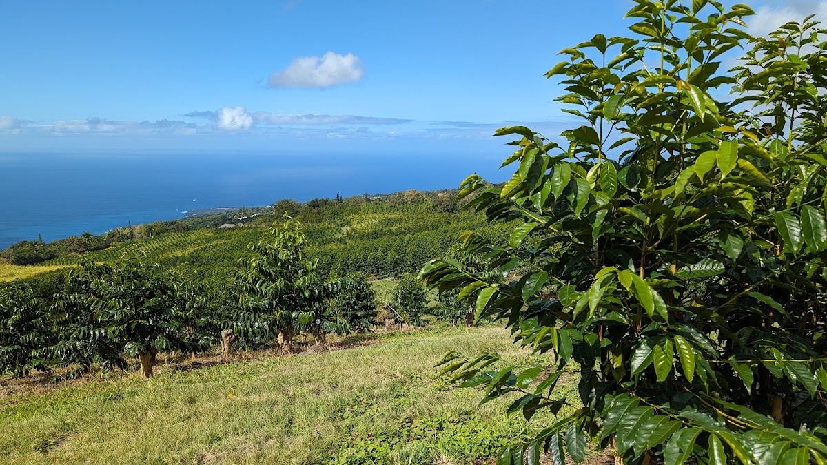 Kealakekua Coffee