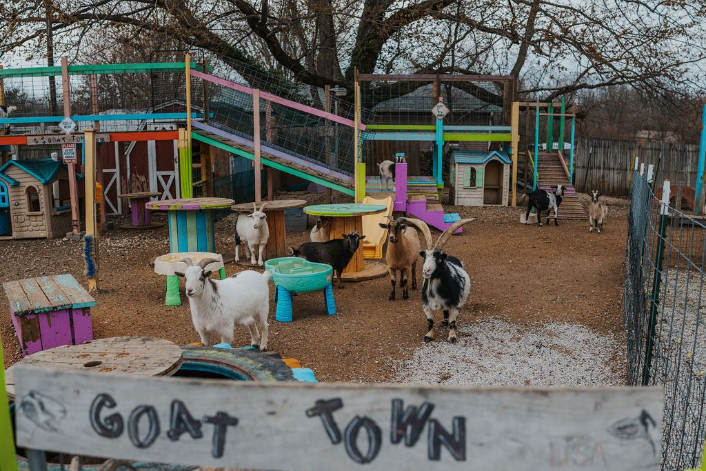 Angels Acres Farm Animal Sanctuary