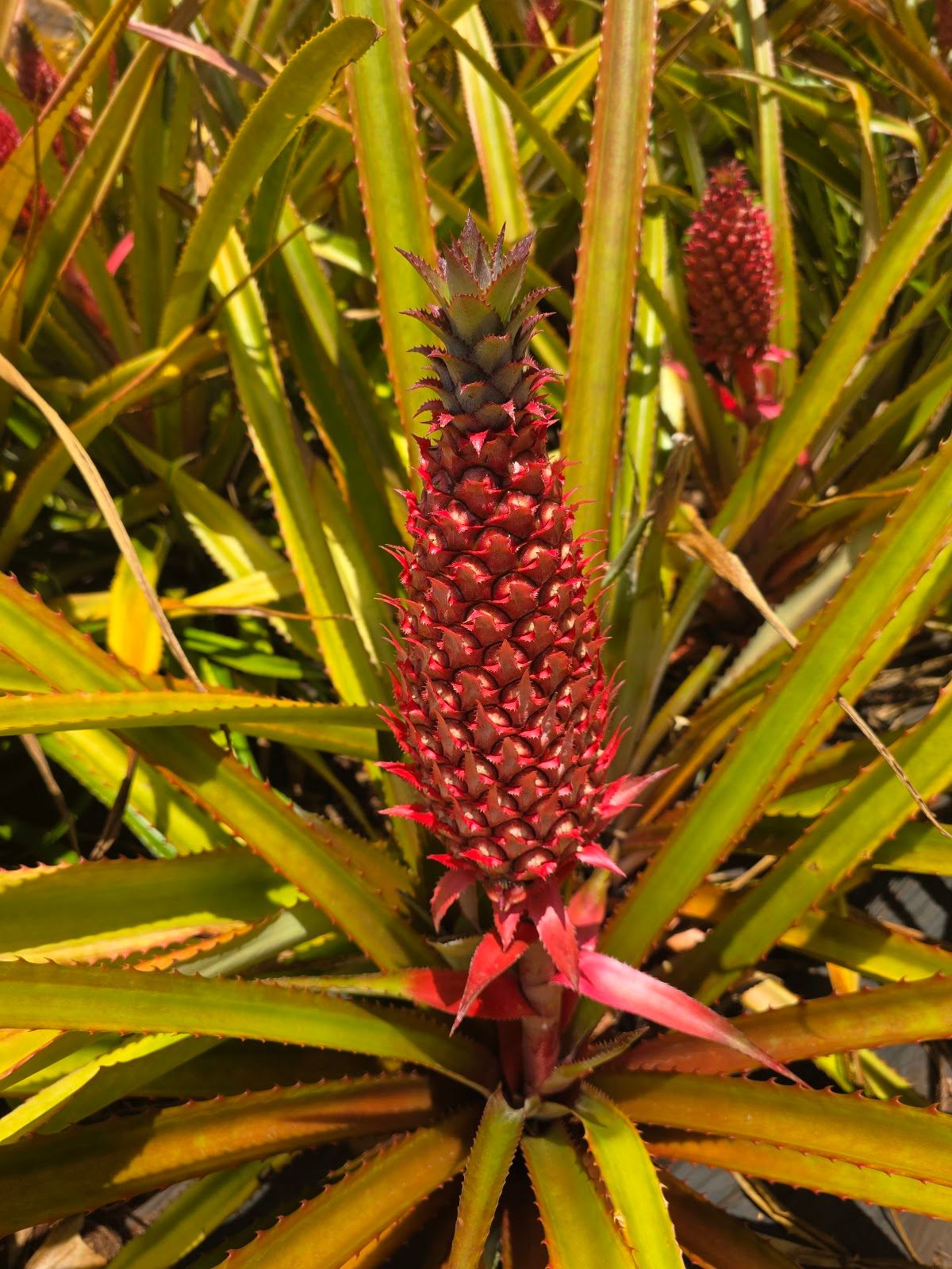 Dole Plantation