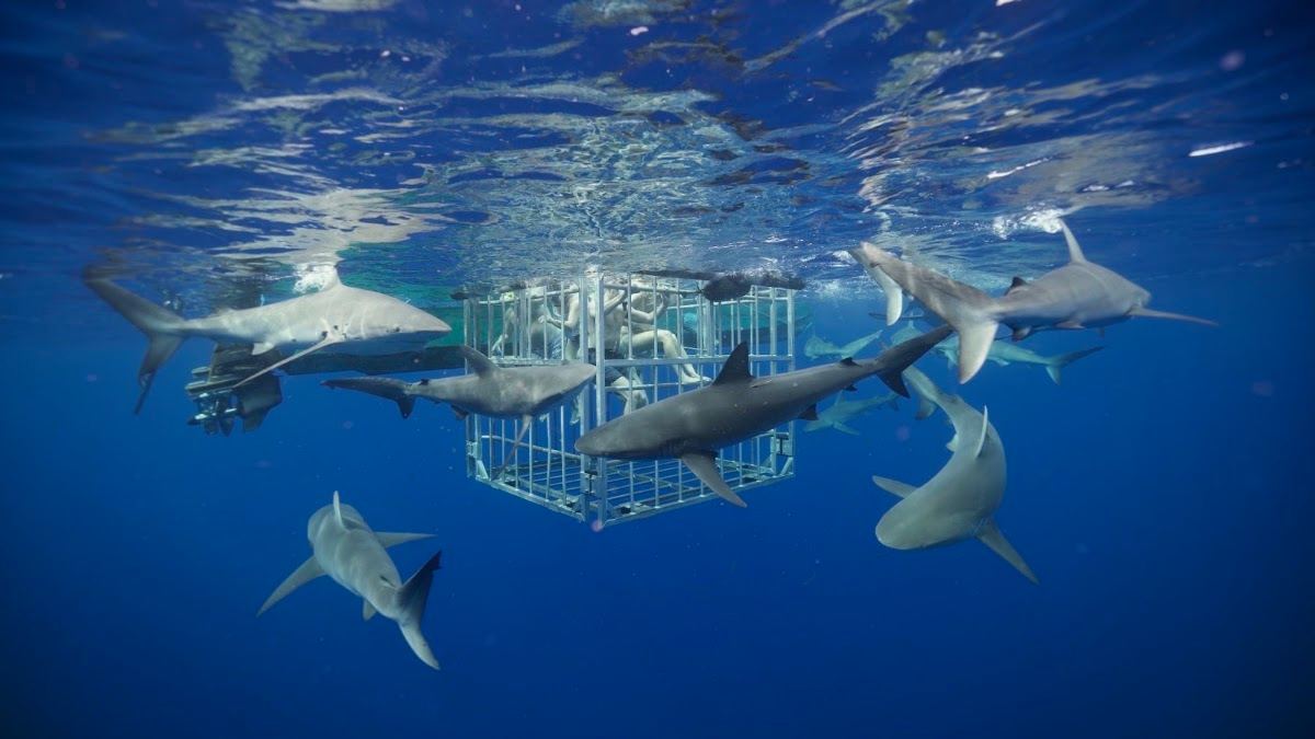 Haleiwa Shark Tours