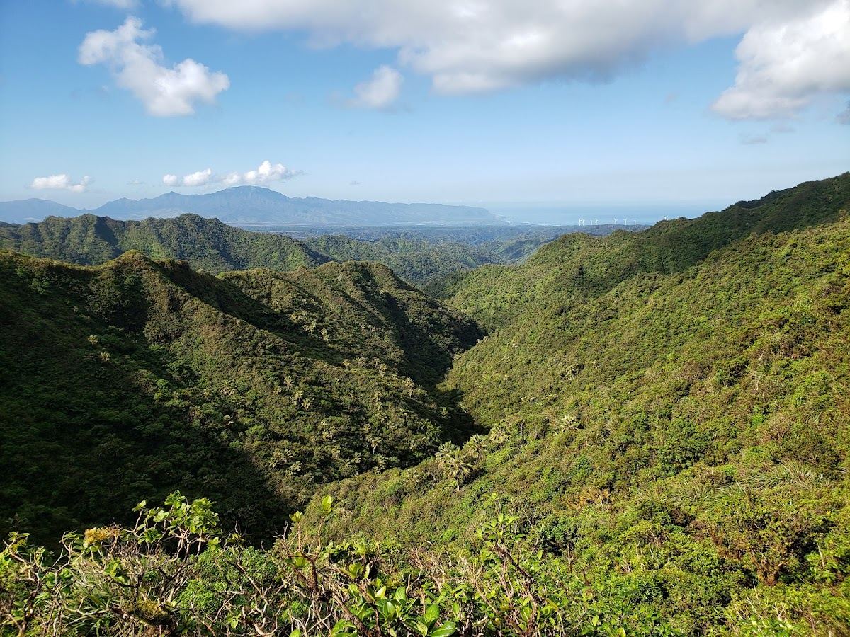 Kaipapau Forest Reserve