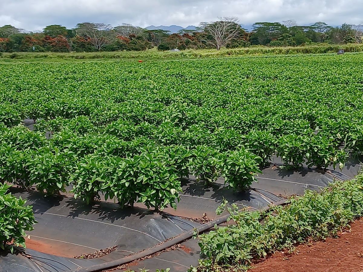 Ke Alaula Farms - Ohana Hui Ventures Farm