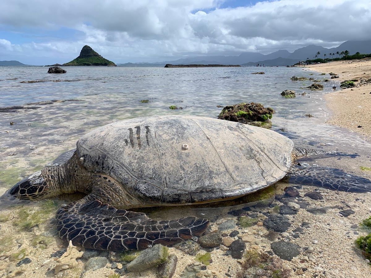 Kualoa Rock Beach