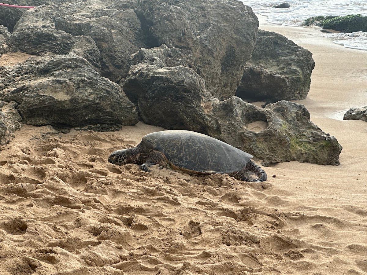 Laniakea Beach