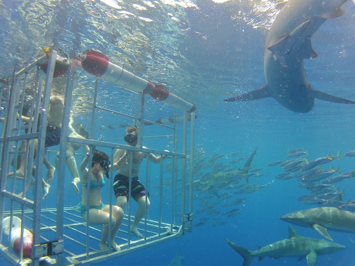 North Shore Shark Adventures