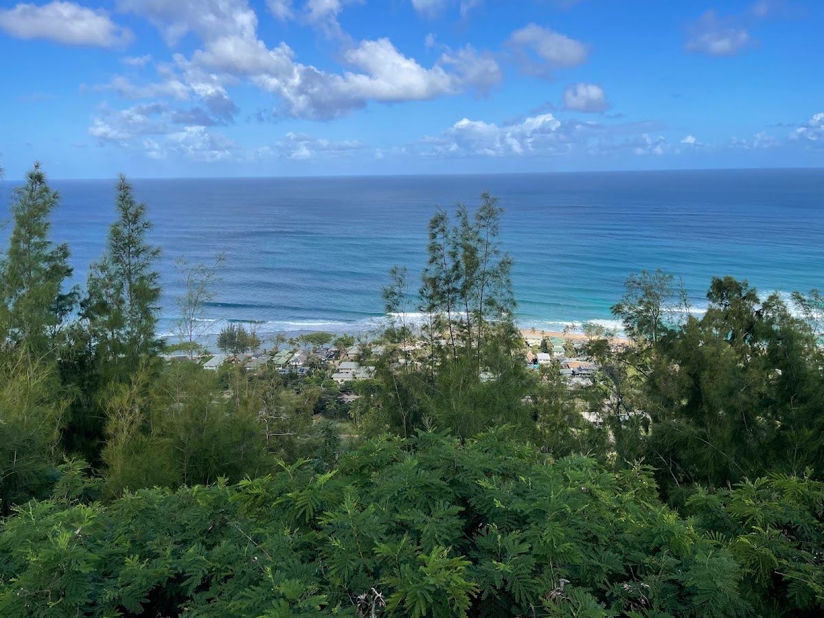 Pūpūkea-Paumalū Forest Reserve
