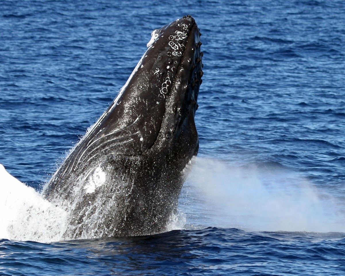 Wild Side Specialty Tours - Small Group Whale Watching, Dolphins Oahu Boat Tours