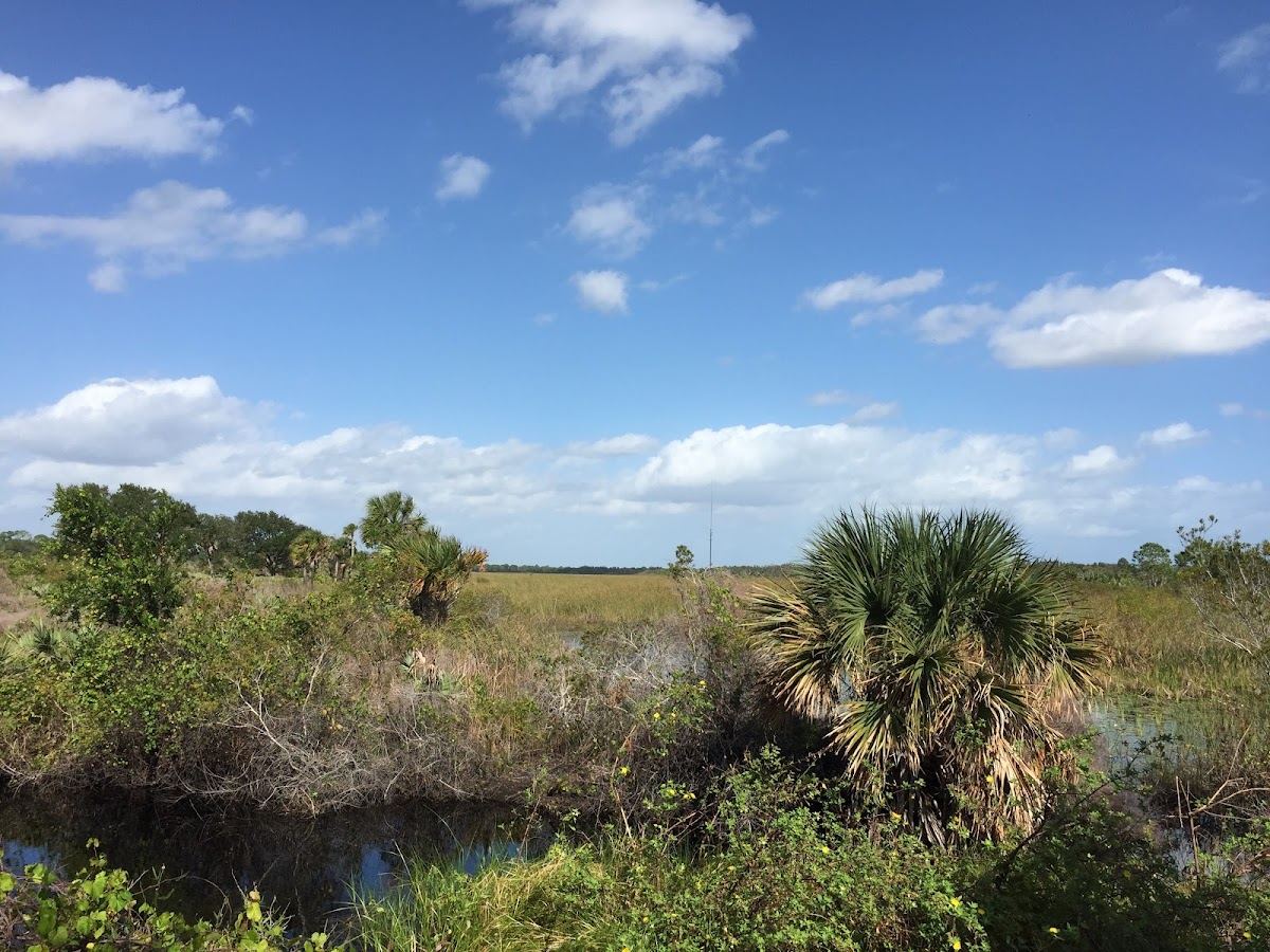 Indrio Savannahs Preserve