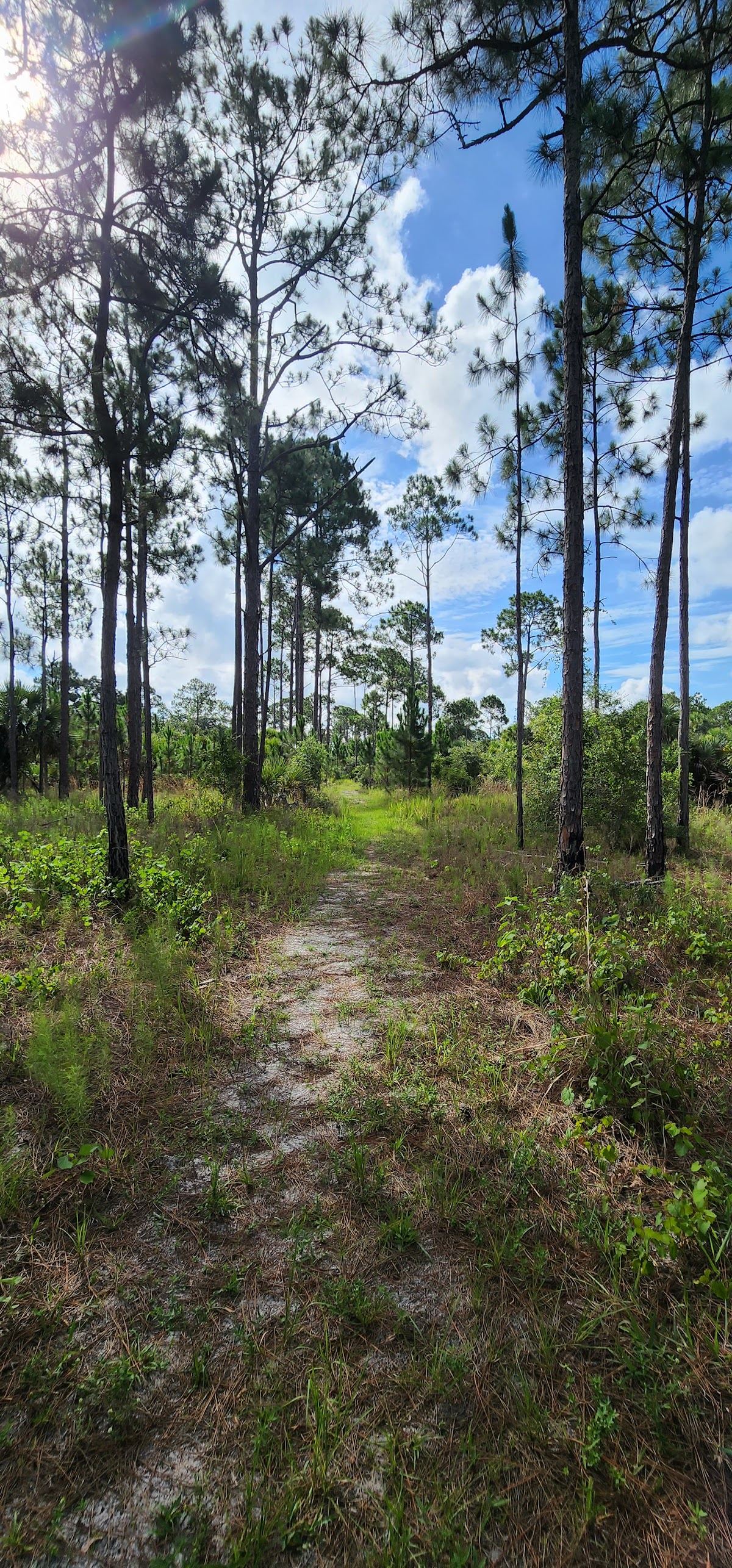 Micco Scrub Sanctuary