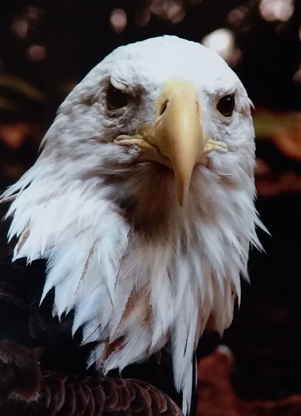 Indiana Raptor Center