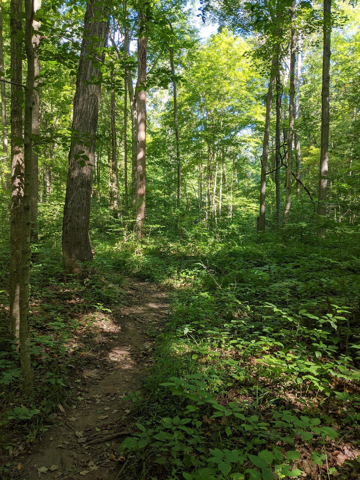 Morgan-Monroe State Forest