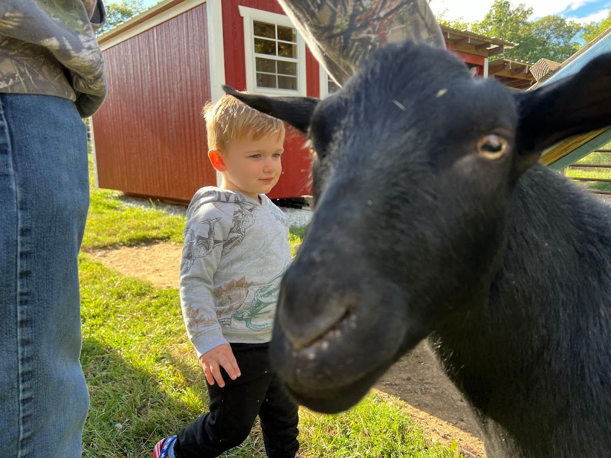 Robards' Little Farm