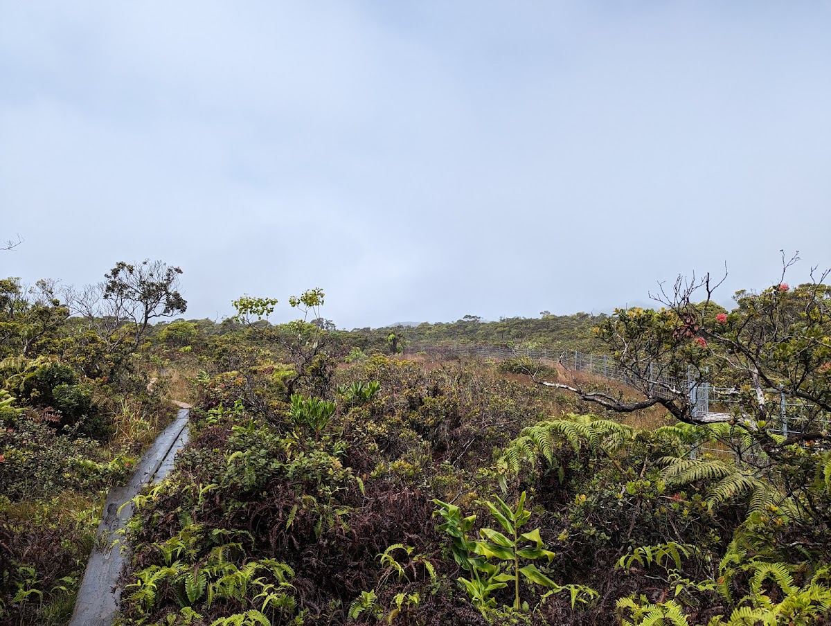 Alakaʻi Wilderness Preserve